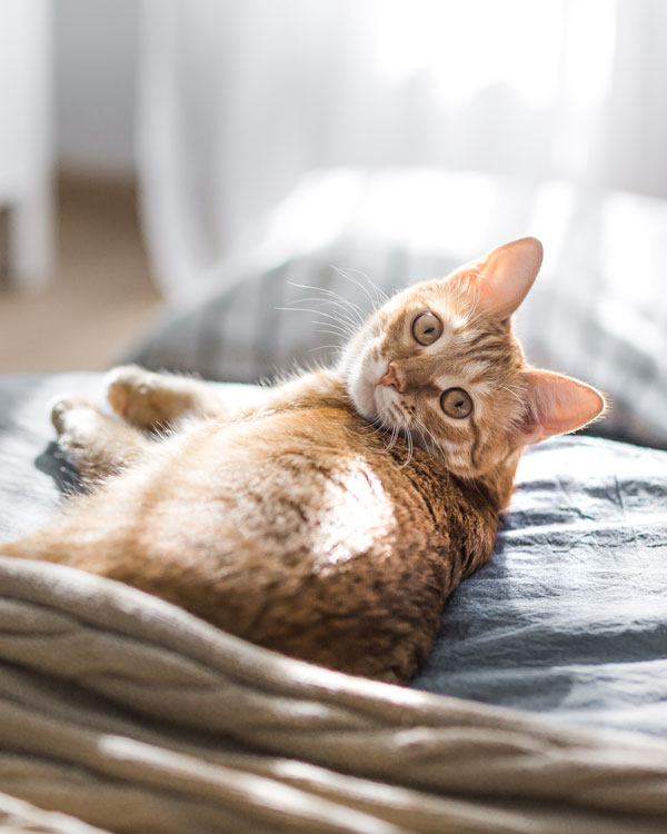 Hanföl für Katzen Hanföl für Katzen