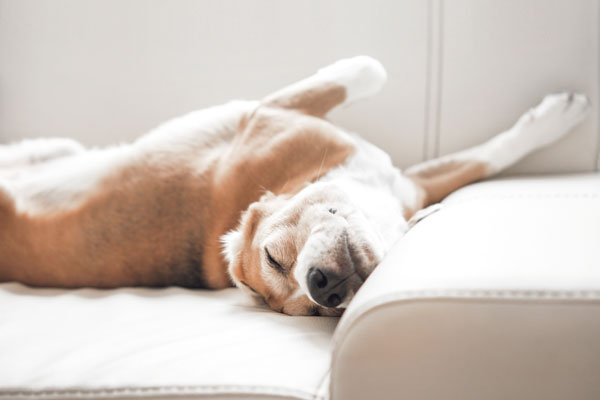 Besonders für sensible Hunde und Katzen Besonders für sensible Hunde und Katzen