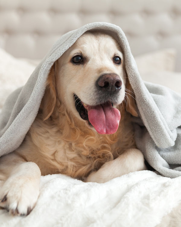 Hundeleckerlies mit CBD Hundeleckerlies mit CBD