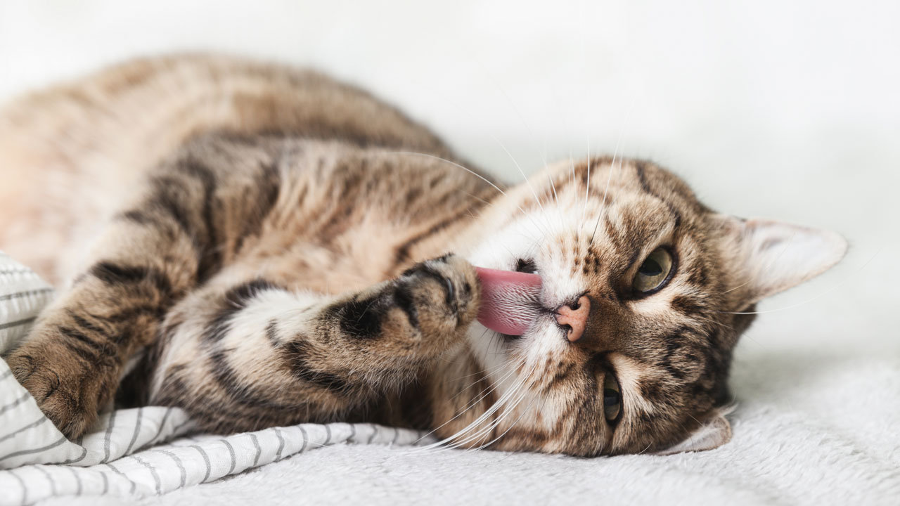 Effektive Unterstützung in Reinsubstanzqualität Effektive Unterstützung in Reinsubstanzqualität