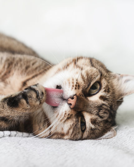 Anwendung des Gelenkskomplexes Anwendung des Gelenkskomplexes