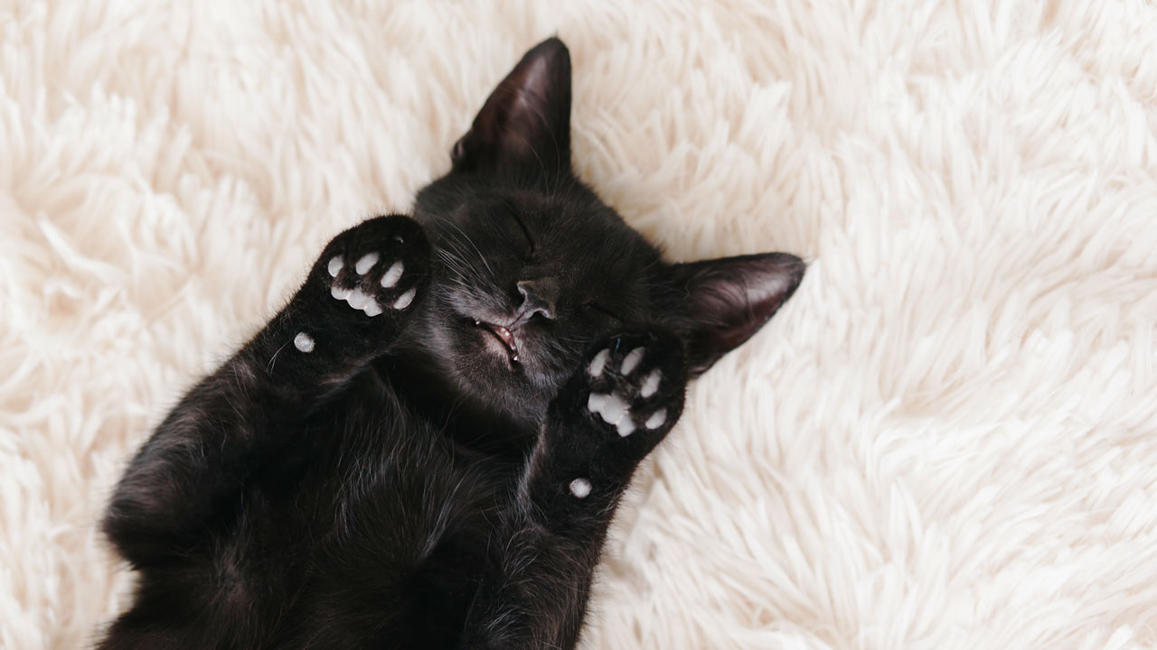 Für ein schönes und glänzendes Fell Für ein schönes und glänzendes Fell