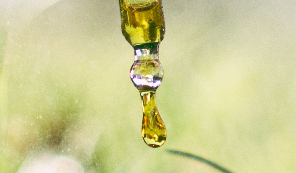 Was ist besser, Hanföl oder CBD Öl? Was ist besser, Hanföl oder CBD Öl?