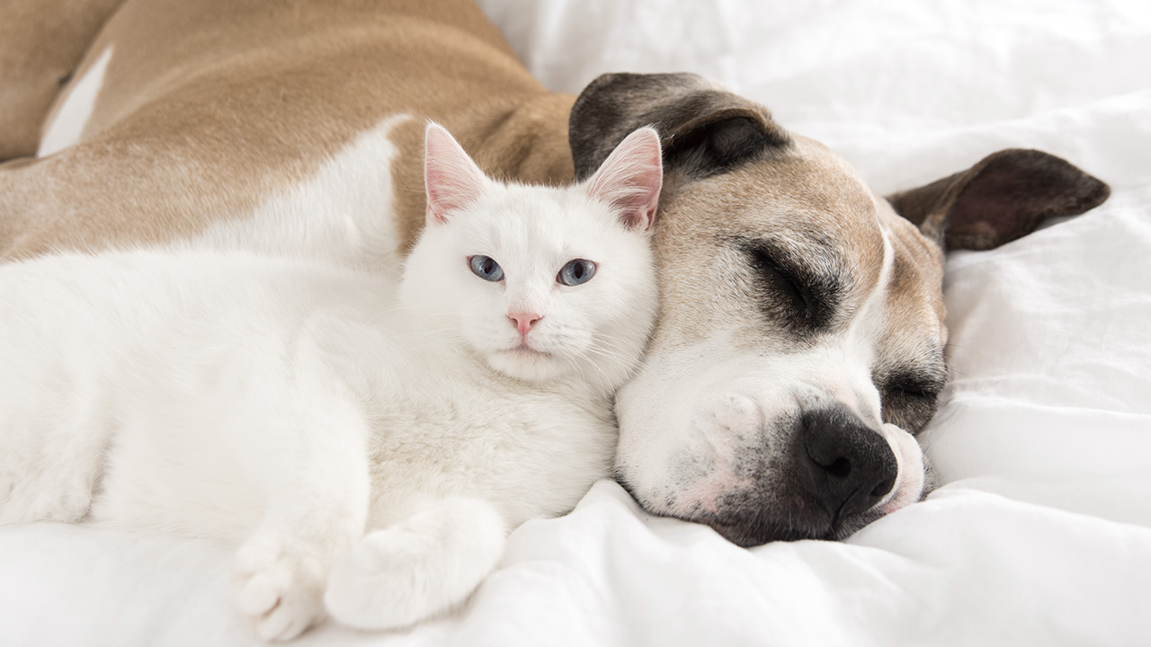 Für nervöse und gestresste Hunde Für nervöse und gestresste Hunde
